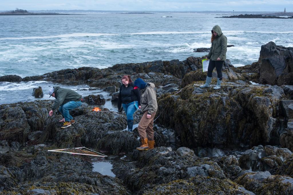 A group of marine science students studying tide pools of a rocky Maine shoreline
