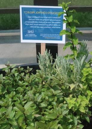 The sign describing mosquito control in a planter with mosquito-resistant plants