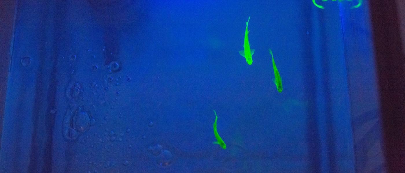 鱼缸里的斑马鱼