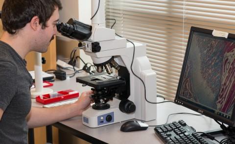 A student looks into a high-tech microscope at the UNE COBRE Histology and Imaging Core. Cells are displayed on a computer screen.